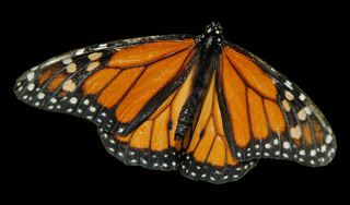 19cb4c7feff448835dc8ea930acfdca5