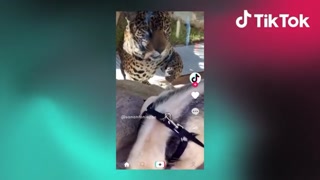 Creative for TikTok - Videos, Shop & LIVE