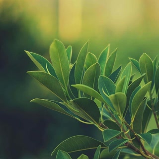 24c693a79a1f90f7a0070af58d455eb5