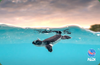 Creative: 282d4aff300787c03fa8e9a5e8050434