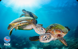 Creative: 2aea693ef3d30997a32051d08e176117