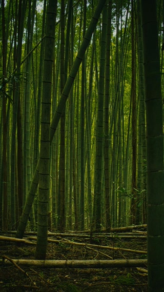 Creative: 2c029767c799b708979ff3bf1b53b5fa