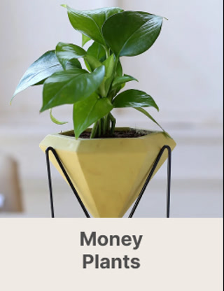 Creative: 31e95b0e02a167a76d83ce8fe24e075c