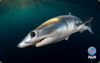 Creative: 382ccd1889fcb8434fd8e35331b0bf6d