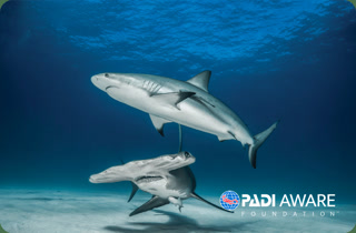 Creative: 3d83046fdf29d20402710110a3c93a48