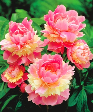 Creative: 48be756c9d94370f84d5a043586846ab