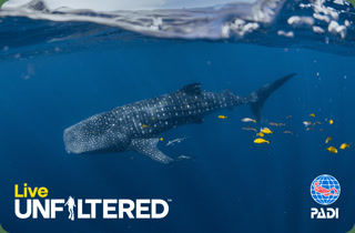 Creative: 4e7d916c160409fca55f3ca04897bff1