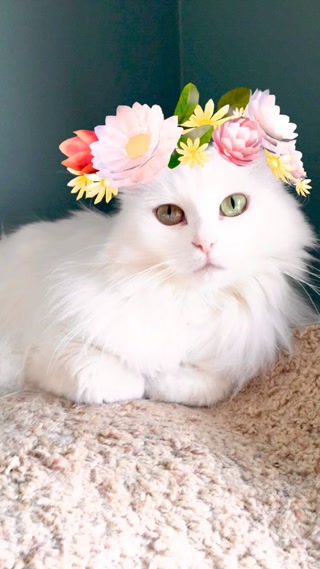 4f4a9a12d3f3445ab1fd4550203bdbe1