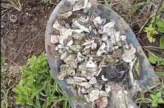 Creative: 52532952373cf64e533e35ebc5db33f3