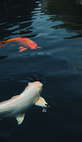 56815b2be1e52a527ea6b59619450068