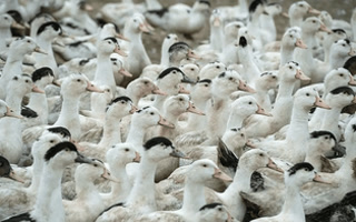 56a9ca1e21da7d78c302dd6a1d8939ea