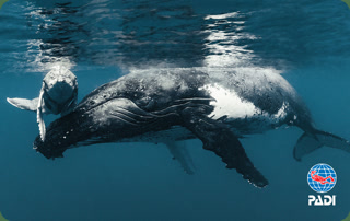 Creative: 58c11ea86d7241169cbadcb5ae96afcd