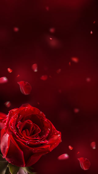 Creative: 58d99e408f8d46b82ad9d5ea6155c2fc