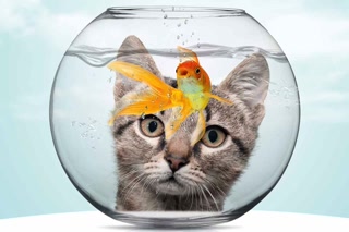 Creative: 5ecc071896c20b9c57c9bce70265320b