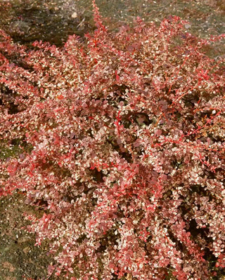 Creative: 601d17ca0b319c82426b4738eb016be9