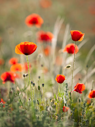 Creative: 6368f9402619a0e7da92fbaa3342b56b