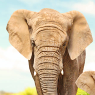 Creative: 65784435592a9fa94f04f7043be59b65