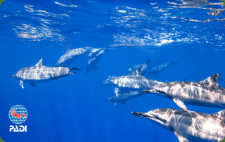 6842bd6bcfb03f68f7bc3d7be55bebc9