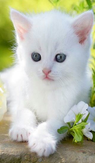 69bc62bb05d41fbcc0d7950f2cbcba98