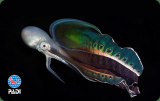 Creative: 6a6a6d2c1be9621e6f3637b1f0e50d68