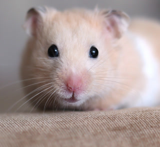 7b9700f6669957c4c541ee9fefe5992a