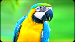 Creative: 7fe366ff62ec8a5d777bbfc1d08901f0
