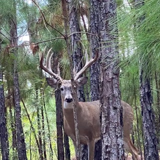 Creative: 817b81ab3cba6c0031852549c9bc3827