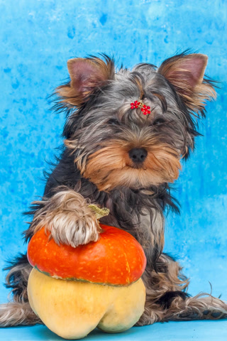 Creative: 83067b86f23c4e4cf2450273fc2d2ece