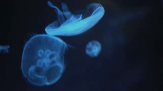 Creative: 83b37e52071bd1eef7efb504d026b241