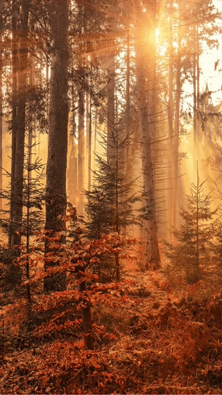 86a84deefaf0967250a0ca731c54481a