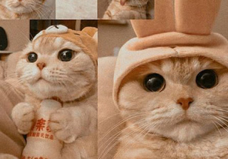 880556839ecc34b5113077f506269dcf