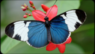 Creative: 913df2fca809aaa9383d22f58bab5737