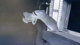 Creative: 9c5ae63957dc7c25340373a837f1cf94