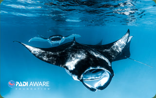 9dc7eab659c9bb1e5a9e262eaa27981b