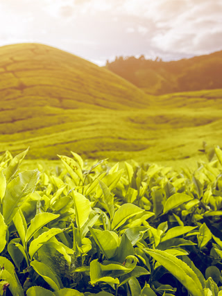 Creative: abf889cd03018efbf68e4120e437e249