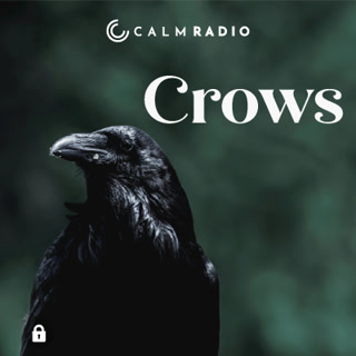 Creative: b41a3cbdbfb658c87b3851b222e1d269