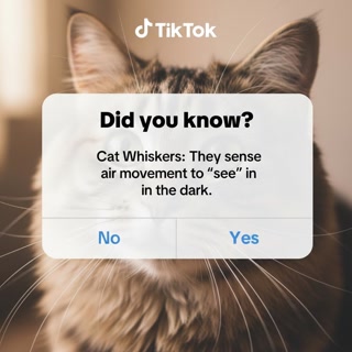 Creative: b9450118def94f743dc2da635acfb79e