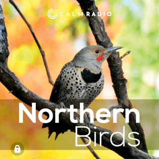 Creative: bd28a65b03ee3191016654ee4ed51149