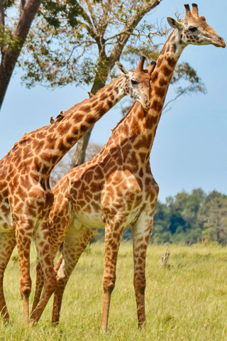 Creative: bf0387cc730956b4578f30f3978683ca