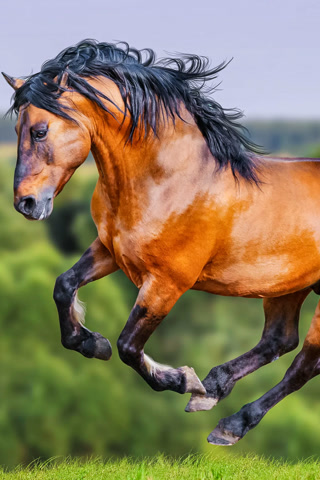 Creative: c004778d225ea924747254df693d8ea0