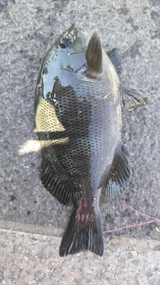 Creative: c2cafd6fe323eb4bd462c0435447748f