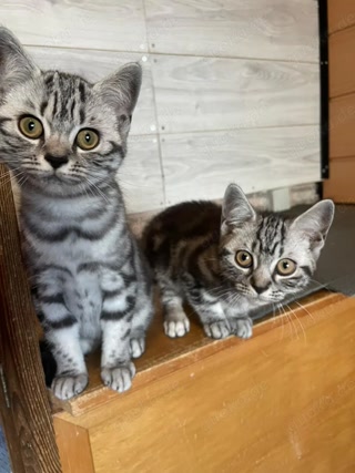 c7133251747db989f7abca48270939ef