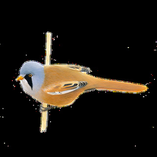 ca42de1748cf411d997fffbf61581d6e