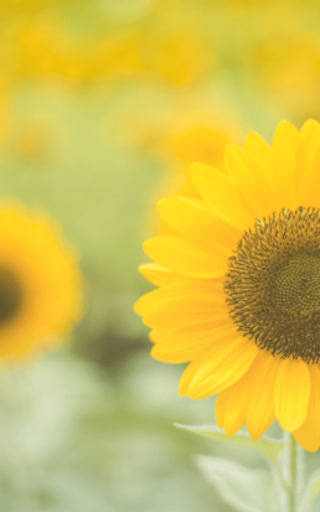 cdeb7c2593f340c36a11df9d3d218096