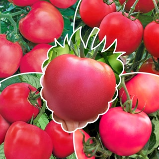 Creative: d2bf4bd72dd86d6d570e6ed1f3f2cdf2