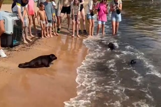 Creative: d93a44573a94e153fead68fe2b6f0692