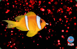 Creative: da4bd8258f461a2e7ef3eead7ed3a7b8