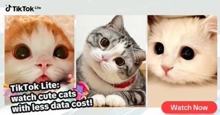 Creative: dba776830025ecb3e200cd616570df8c