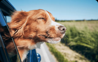 dfe3cb9abc0d5b08715584ace306270a