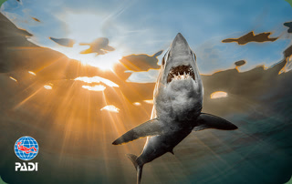 Creative: f0a38ef53e5c2f97f8d39898a07f6337